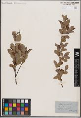 Foto von Salix aurita L.